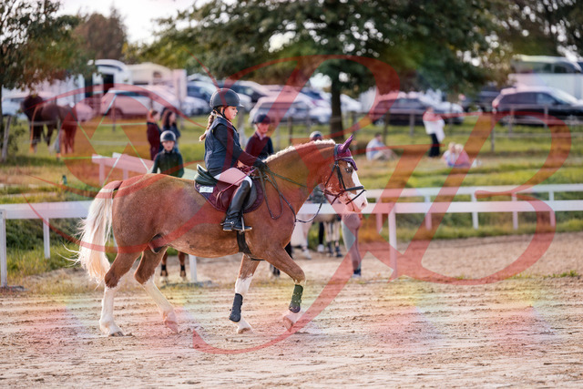 2026_10_03_Siefer-Hof_144400_Z81_17533830 | Professionelle Reitsport-, Turnier- und Eventfotografie von Robert Broda. Galerien mit ausgewählten und bearbeiteten Bildern direkt online ansehen und bestellen.