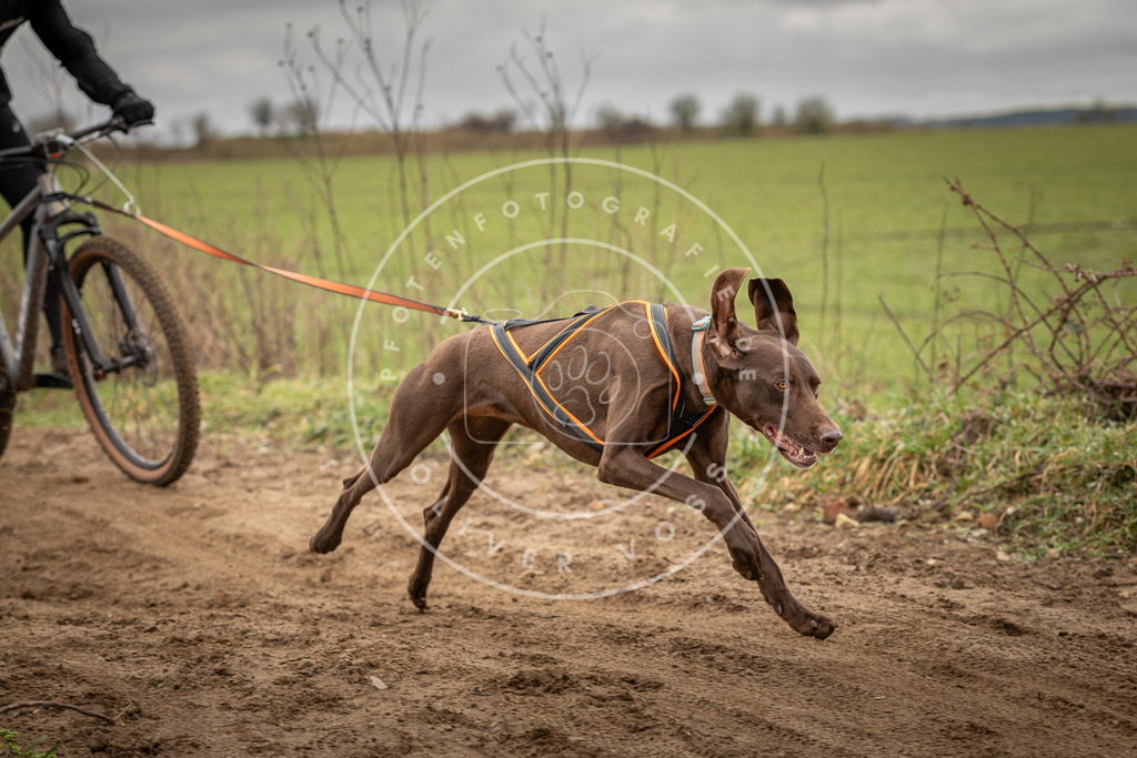DV3A1099 | Hundefotografie, Tierfotograf, Pfotenfotografie, Fotoshooting Hund, Hunde Portrait, Hundesport, Hundeportraits, Heideshooting, Hunde, Sportfotograf, Hundefotograf, Turnierhundsport, THS,  - Realisiert mit Pictrs.com