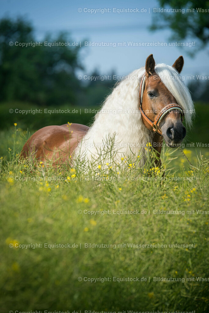 20150527_TOMsPiC_0162 | equistock