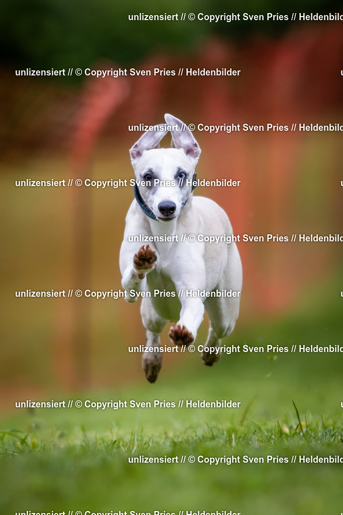 Sven Pries | 2024-04-21 - Hunderennen Baden-Oos
Foto: Sven Pries - Realisiert mit Pictrs.com