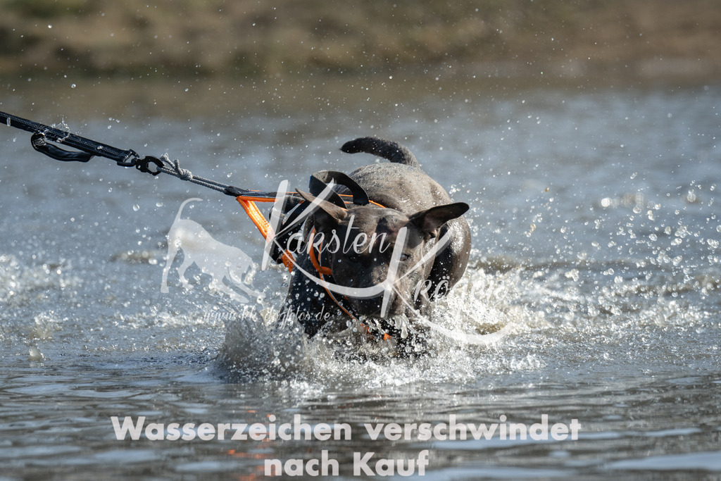 1309_ZZ94977 | kk-dogfotos