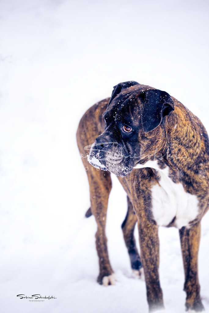 "Kim" Boxer | People- und Tierfotografie, Imageaufnahmen, Veranstaltungsfotografie und Wandbilder aus der Natur ★ Made in Germany ✔️ Druck + Downloads ✔️ Naturfotografie in Top Qualität ★ schneller Versand, weltweite Lieferung! - Realisiert mit Pictrs.com