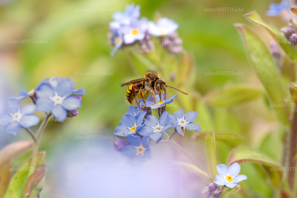 Vergiss mein nicht_ | Gelbe Wespenbiene
