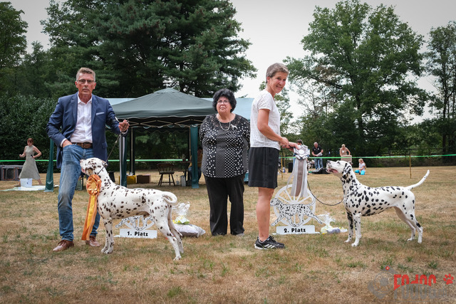 Dalmatiner DZGD CDF in Hilden | Dalmatiner, Regionalgruppenausstellung DZGD / CDF) in Hilden. Richterin Margrit Martegani.  in Hilden  04.09.2022 Foto: Leo Wyden