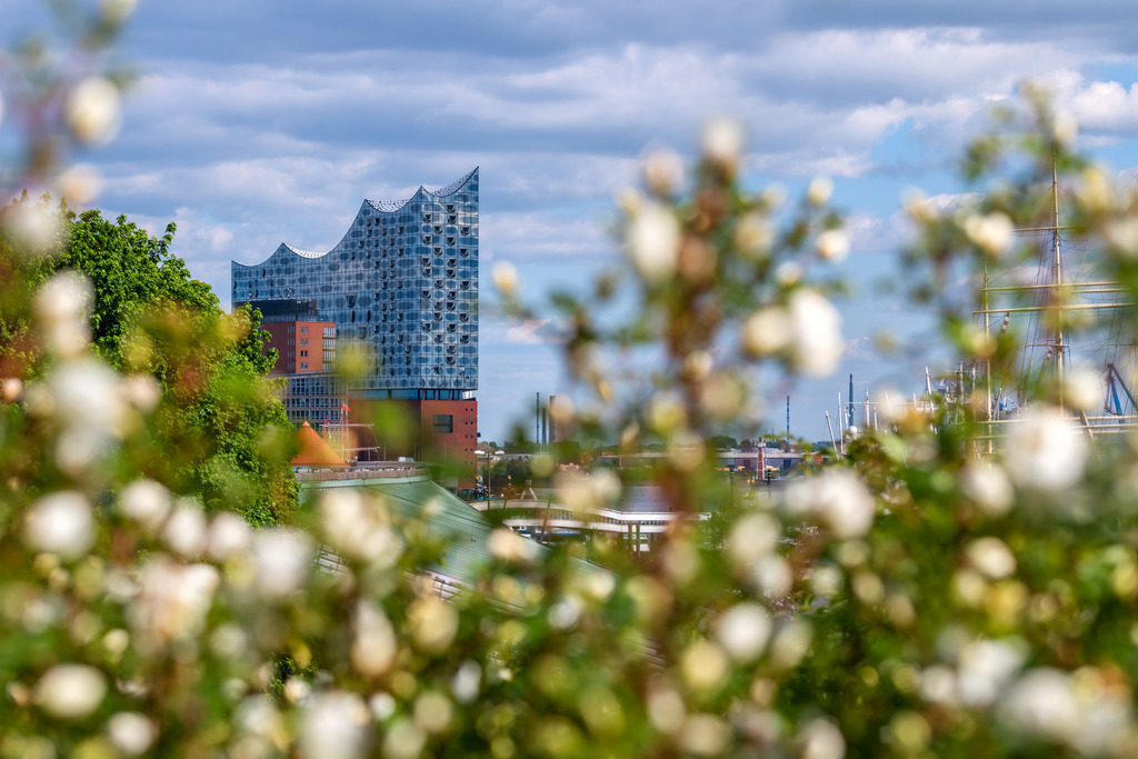 elbphilharmonie im frühling bild auf leinwand acrylglas | Kaufen Sie Hamburg Bilder und Hamburg Fotos auf Leinwand, Acrylglas, Alu-Dibond, oder als Poster in Hamburgs großer Onlinegalerie. Elbphilharmonie Bilder, Hamburger Hafen, Speicherstadt, Alster und viel mehr.