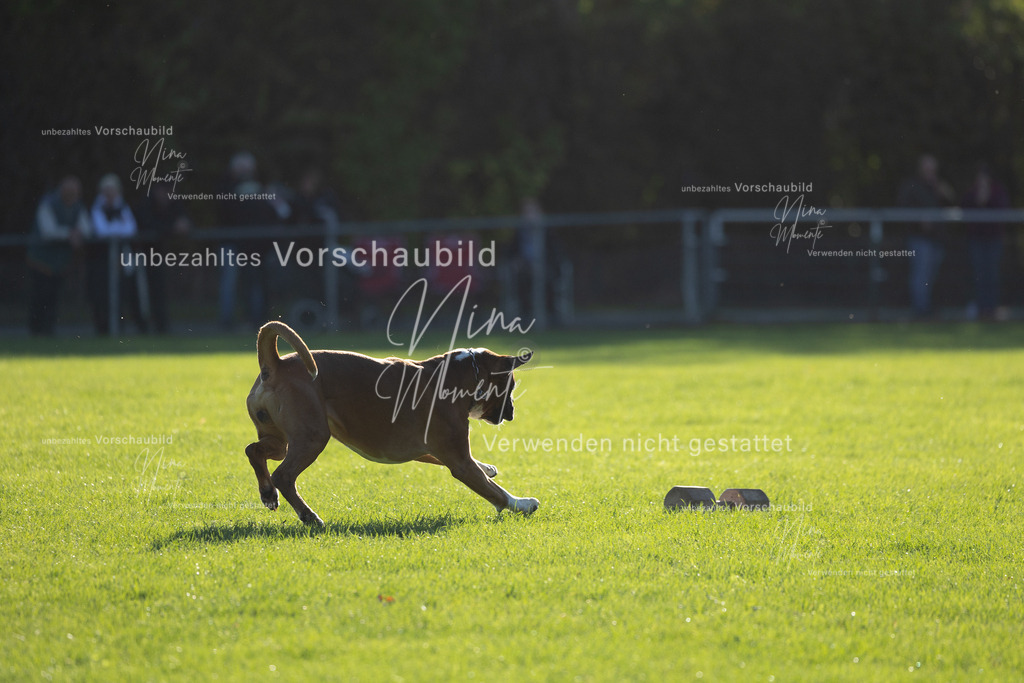 _16A4837 | Einzigartige Fotos von Hunden & Menschen –Actionfotos, Portraits, Vereinsaufnahmen & Paarshootings – authentisch, lebendig & mit Herz.