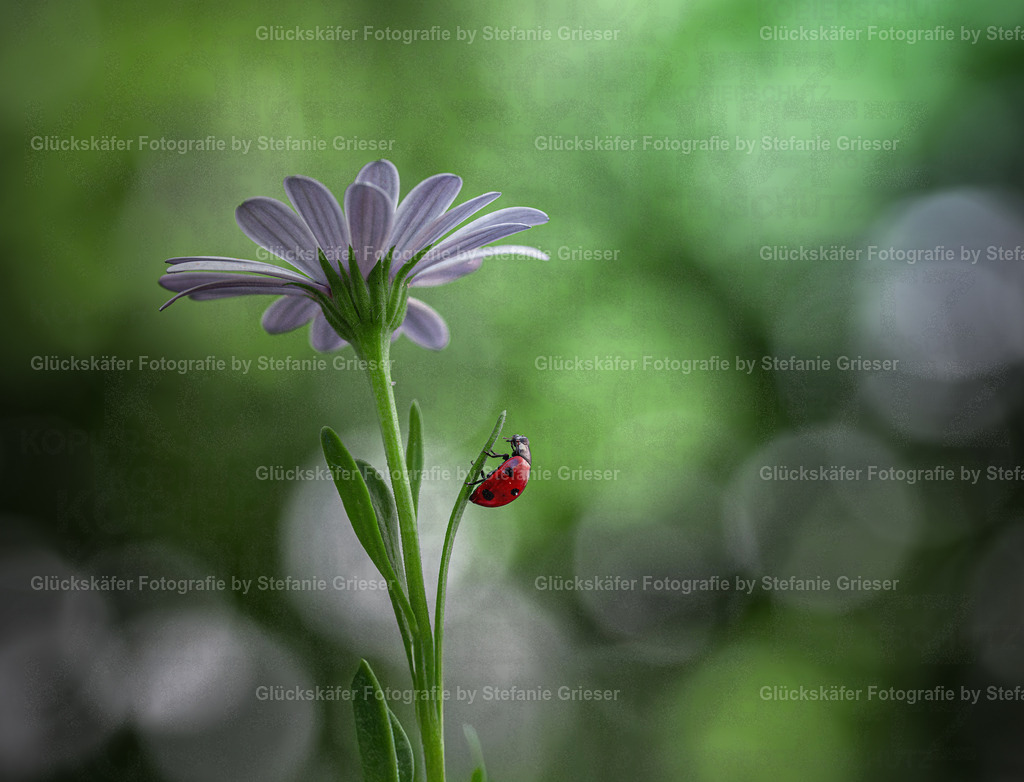 OQ0A0956 Kopie | Glückskäfer - Fotografie - Realisiert mit Pictrs.com