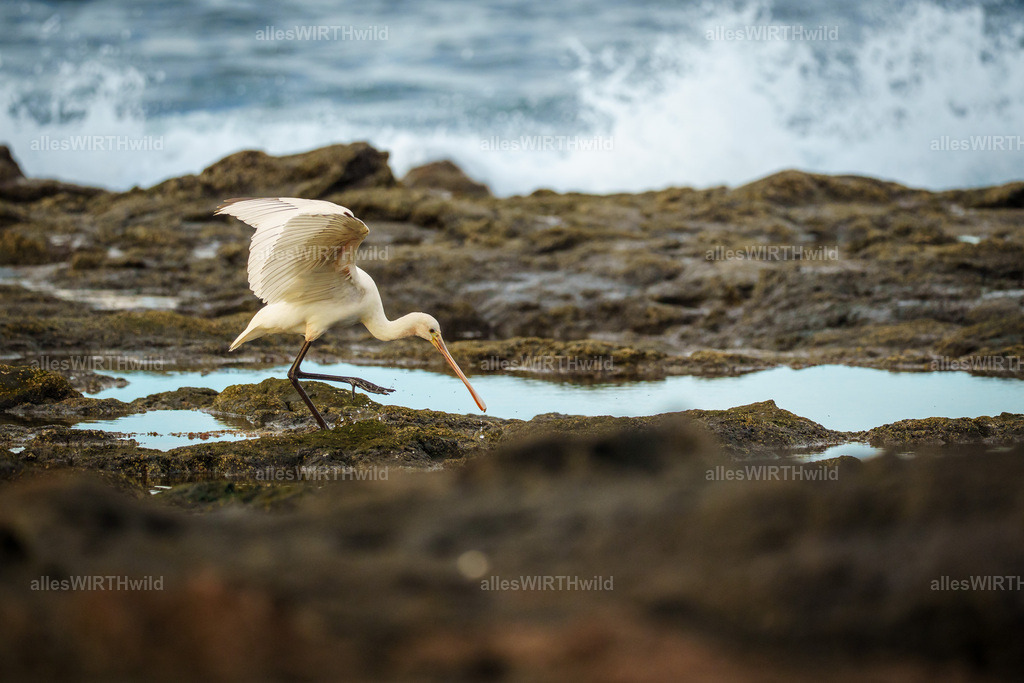 allesWIRTHgut Tierfotografie - allesWIRTHgut.de - 7IV08276 | Entdecke die faszinierende Welt der Natur- und Wildlife-Fotografie von Daniel und Bärbel. Inspirierende Bilder von wilden Tieren und kleinen Naturwundern.