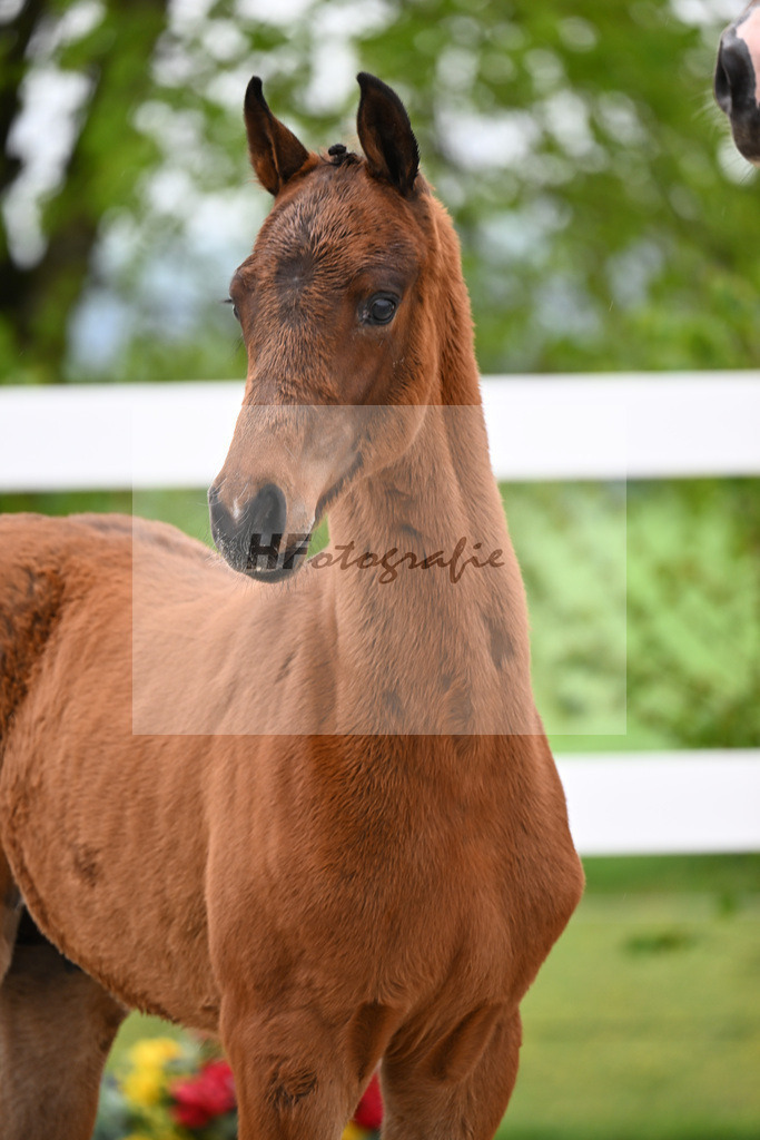 Kat-Nr. 46 HF Red Viper x Eye Catcher_Wanner_23261588 | hf-fotografie - Realisiert mit Pictrs.com