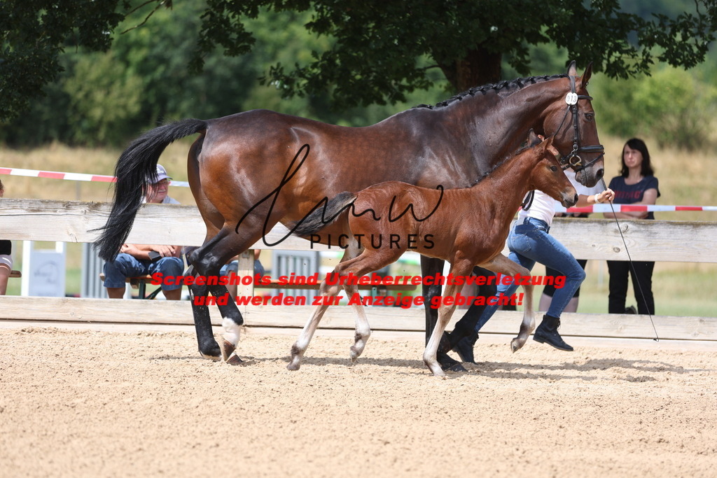 Fohlenschau_Schwäbisch_Hall_dressurbetonte_Fohlen_KN 13_11 | lmwpictures - Realisiert mit Pictrs.com