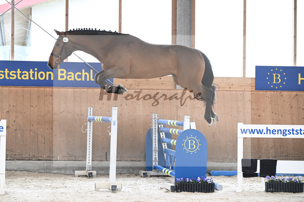 Kat-Nr. 7 A Kind of Heartbeat TP v. Aganix Du Seigneur_Pachler-Schulte_7240175 | hf-fotografie - Realisiert mit Pictrs.com