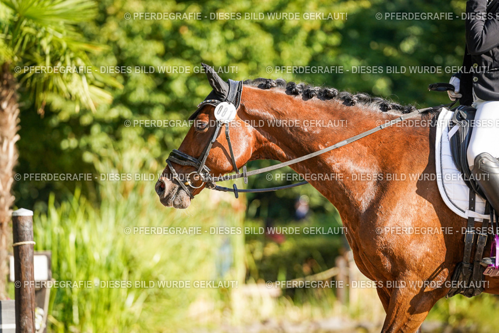 DSC09150 | Pferdegrafie