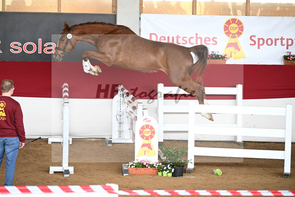 Kat-Nr. 29 Easy Winner Z v. El Barone_Heideker_9240570 | hf-fotografie - Realizzato con Pictrs.com