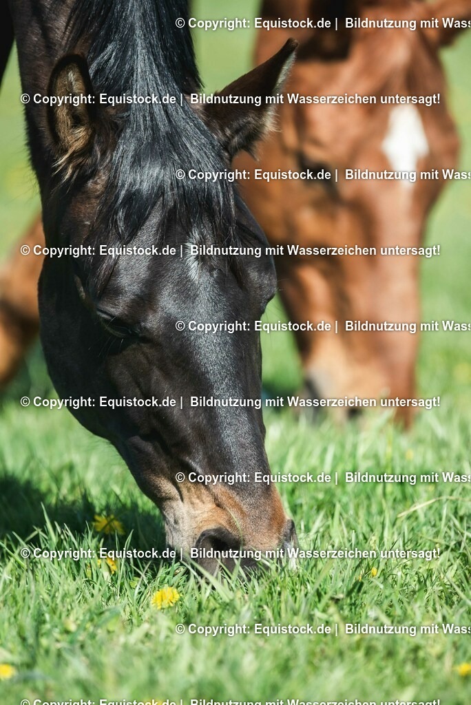 20210426_Pferd-auf-Koppel_0096 | equistock