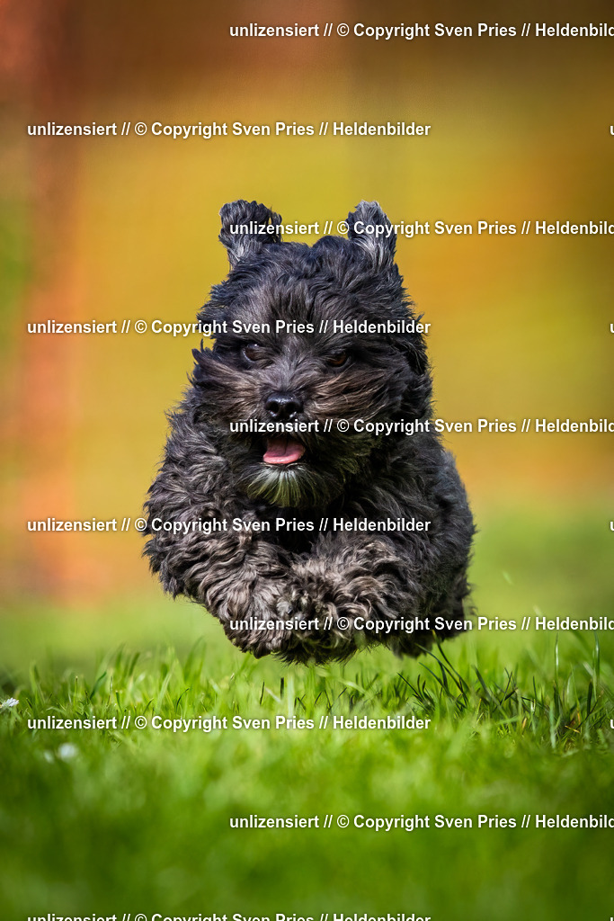 Sven Pries | 2025-04-13 - Hunderennen Baden-Baden - Realisiert mit Pictrs.com