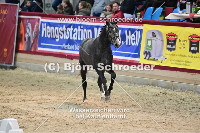39_Hickstead White - Camarque_790_8658 | Björn Schroeder Pferdefotografie