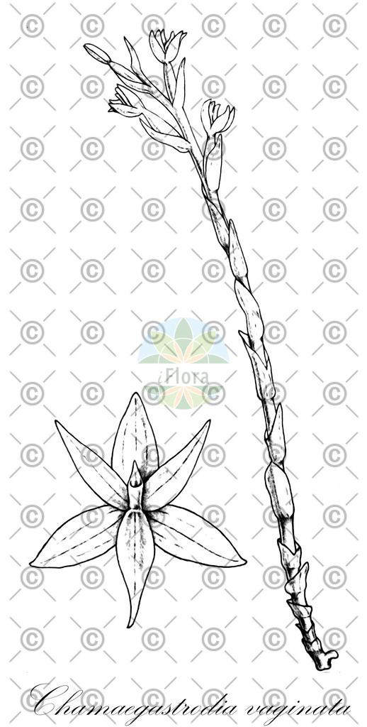 HistAbb_wfo-1000040326_1_ENZY_Simple | Historische Abbildung von Chamaegastrodia vaginata - Orchidaceae | Historical Illustration of Chamaegastrodia vaginata - Orchidaceae