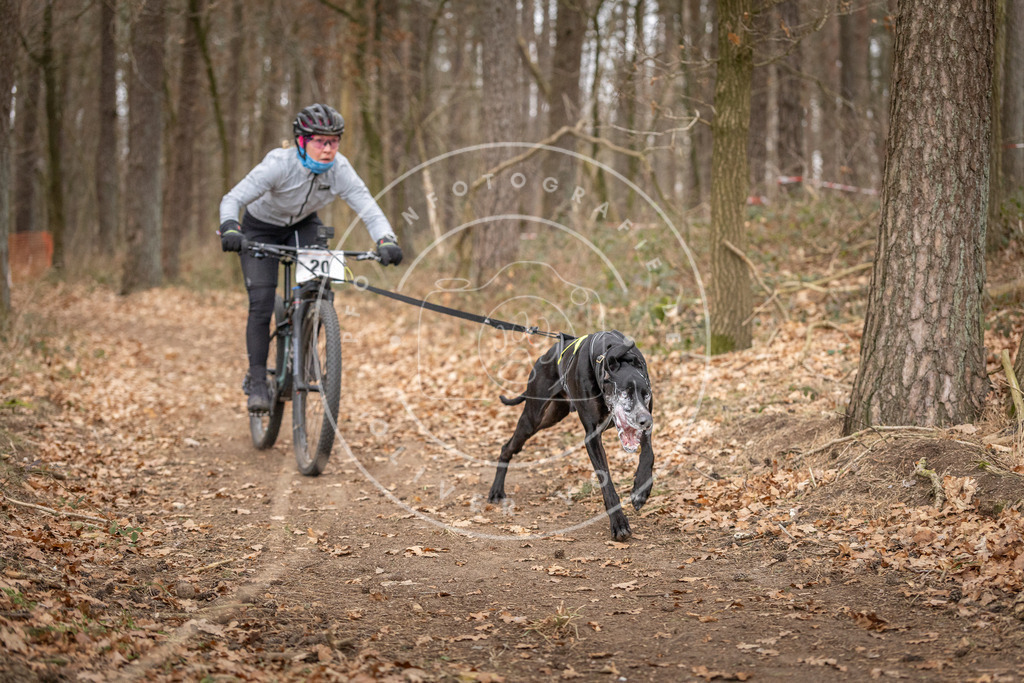 Pfotenfotografie_DV3A7452 | Hundefotografie, Tierfotograf, Pfotenfotografie, Fotoshooting Hund, Hunde Portrait, Hundesport, Hundeportraits, Heideshooting, Hunde, Sportfotograf, Hundefotograf, Turnierhundsport, THS,  - Realisiert mit Pictrs.com