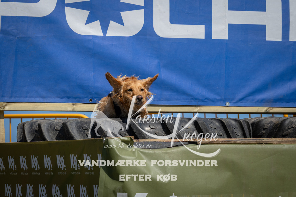 1245_ZZ96503 | kk-dogfotos