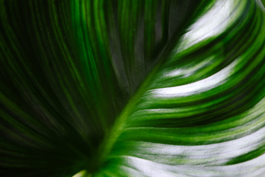 IMG_1161 | AHORN PHOTOGRAPHY - Realizzato con Pictrs.com