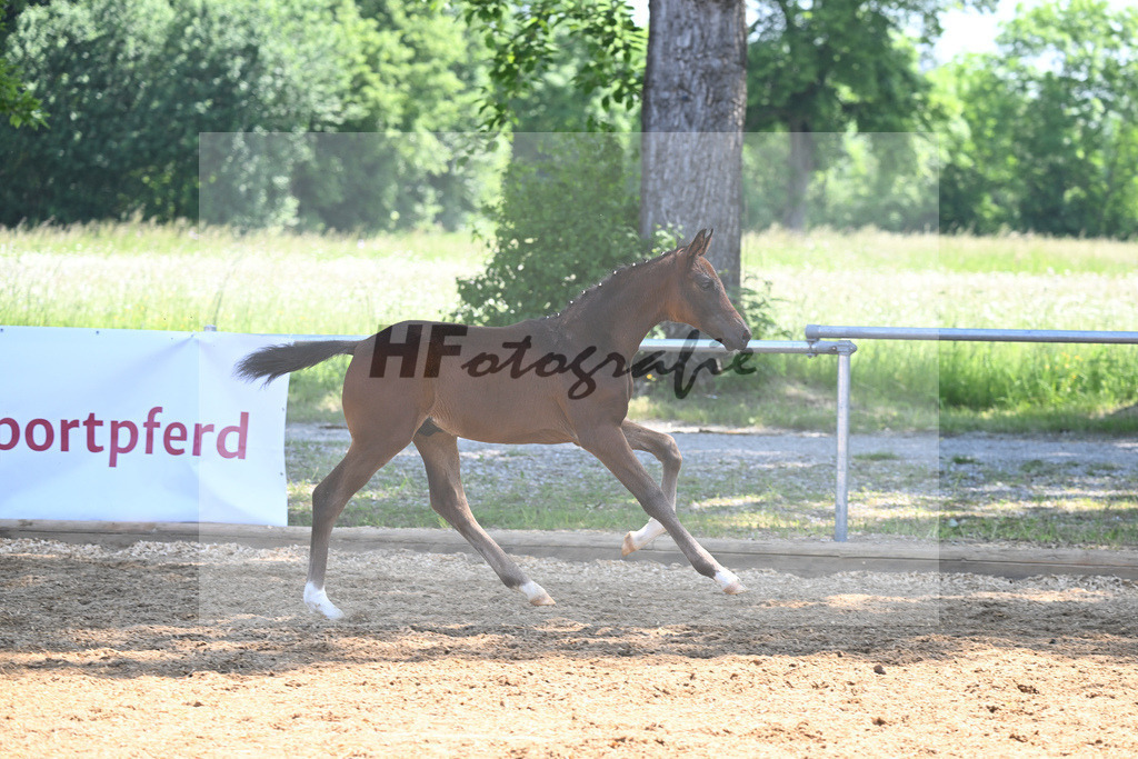 Kat-Nr. 25 HF Follow Hims Schoenweide_Mayr_14230344 | hf-fotografie - Realisiert mit Pictrs.com