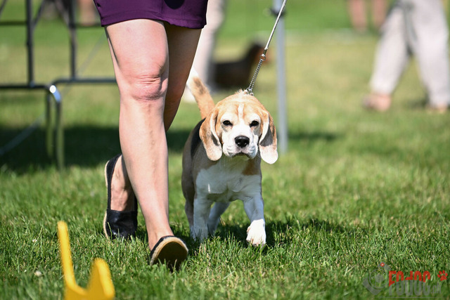 Dogshow CACIB Samstag in Aarau | Dogshow CACIB Samstag in Aarau. 24.06.2023 Foto: LeoWyden