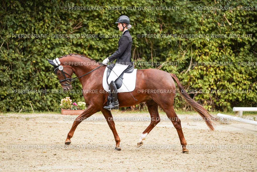 DSC00346 | Pferdegrafie