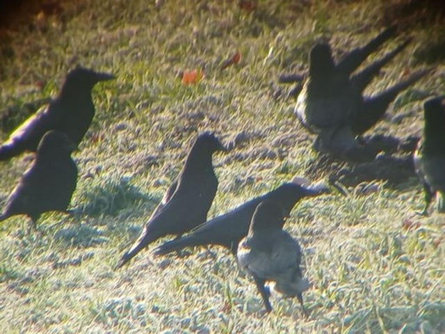 kraehengruppe | Verkauf von Fotos und  Videoclips zumThema Natur.Motive sind Pflanzen, Tiere, Landschaftenund Wetter - Realisiert mit Pictrs.com