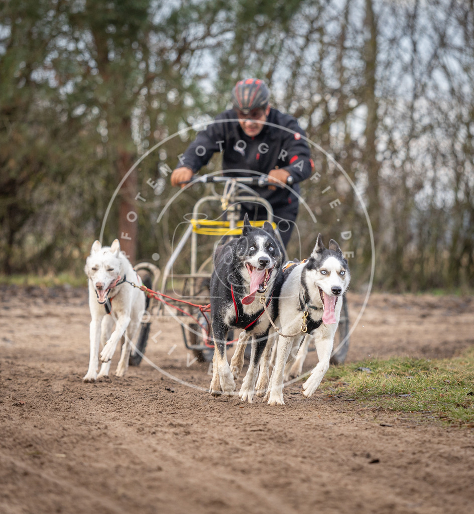 Pfotenfotografie_DV3A6136 | Hundefotografie, Tierfotograf, Pfotenfotografie, Fotoshooting Hund, Hunde Portrait, Hundesport, Hundeportraits, Heideshooting, Hunde, Sportfotograf, Hundefotograf, Turnierhundsport, THS,  - Realisiert mit Pictrs.com
