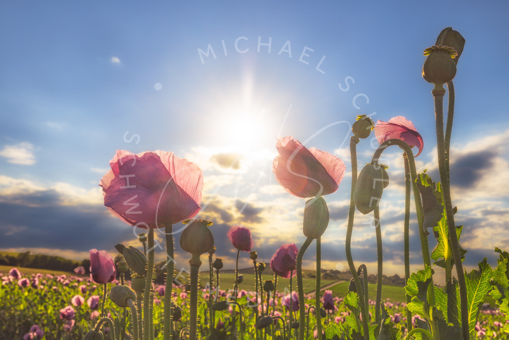 2025-05-20 2025-05-20 Erlenbacher Oelmuehle Mohnblumen 101 | Schwotte Media - Realisiert mit Pictrs.com