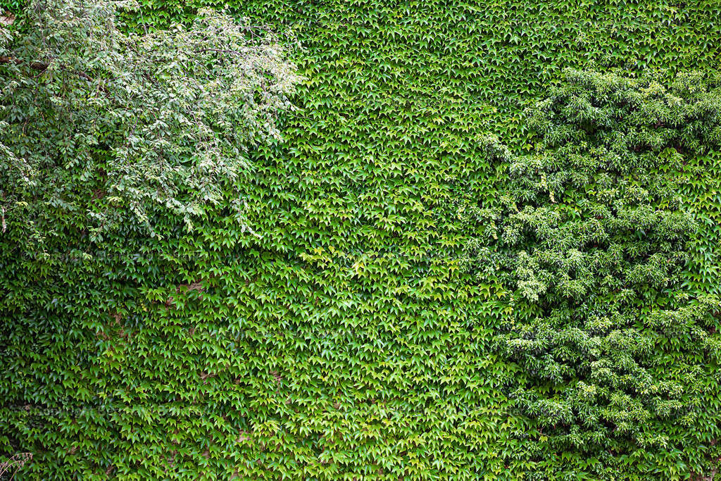 Efeuwand mit Büschen | Eine mit Efeu und Blättern bedeckte Wand. - Realisiert mit Pictrs.com