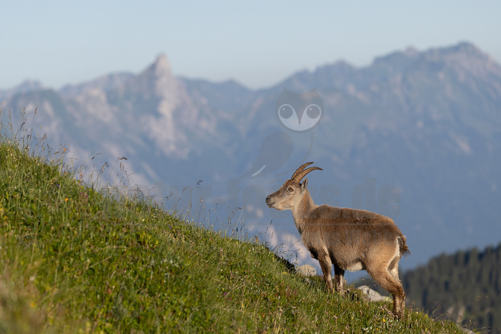 _5NF6114_20250710 | Das Bild zeigt einen einzelnen Steinbock, der auf einem sanften Hang steht. Das Tier ist in voller Pracht zu sehen, mit seinen markanten, gebogenen Hörnern und seinem braun-grauen Fell, das sich gut in die Umgebung einfügt. Der Blick des Steinbocks ist nach links gerichtet, was den Eindruck erweckt, dass er etwas beobachtet oder aufmerksam ist. Der Hintergrund besteht aus einem verschwommenen Panorama der Alpen, mit Berggipfeln, die in verschiedenen Blautönen dargestellt sind. Die grüne Wiese im Vordergrund bildet einen schönen Kontrast zu den kühlen Farben der Berge. Die Komposition des Bildes lenkt die Aufmerksamkeit auf das Tier und betont seine Verbindung zur alpinen Landschaft. - Realisiert mit Pictrs.com