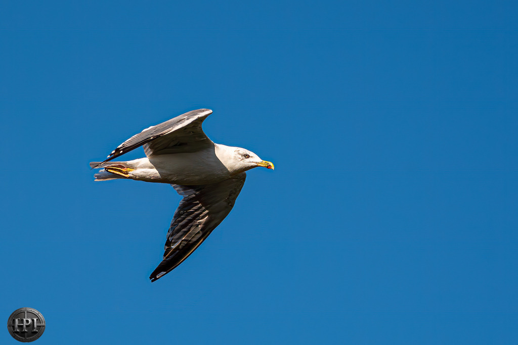 Möwe | Holzisphotography, Landschaftsfotografie, Wildlifefotogorafie - Realisiert mit Pictrs.com