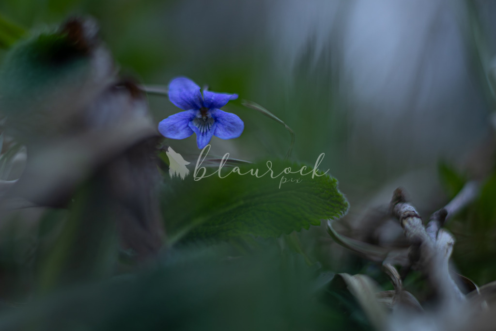 701A6857  | Sportbilder, Sportfotograf, Hochzeits- und Eventfotografin, Flugshows, Portraits und Tiershooting, Aviation, Downhill, Nationalleague, Swissleague, International