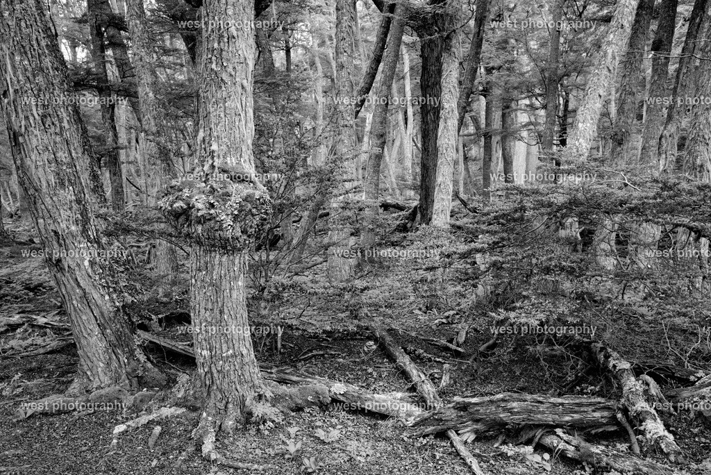 Tierra del Fuego NP 2 sw - ARG 2014 | west photography - Realisiert mit Pictrs.com