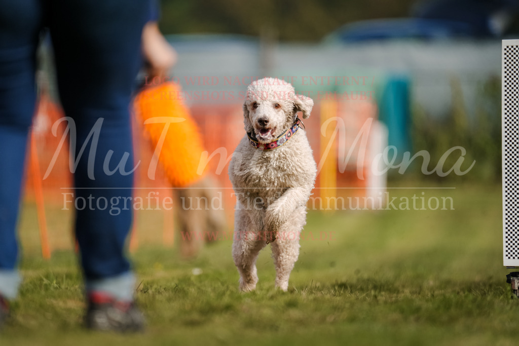 20250928_Hunderennen-230 | MuT (Mensch und Tier) mit Mona - Fotografie und Tierkommunikation - Realisiert mit Pictrs.com