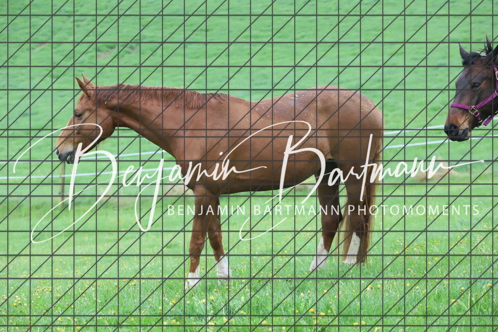 IMG_4296 | Benjamin Bartmann Photomoments