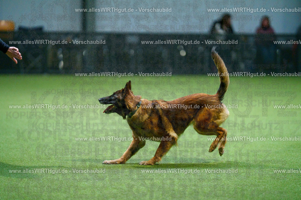 7R500946 | Professionelle Tierfotografie in Mönchengladbach von Daniel Wirth (allesWIRTHgut). Liebevolle & natürliche Bilder von Hunden & Katzen für unvergessliche Erinnerungen.