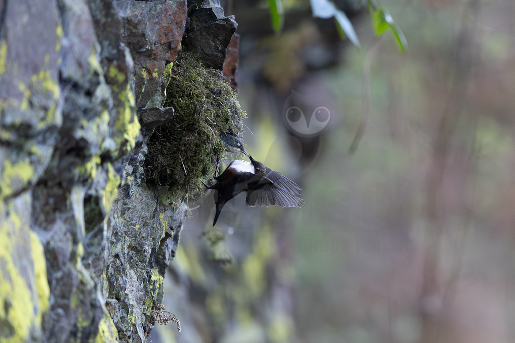 R6NF9775_20260419 | Eine Wasseramsel (Cinclus cinclus) fliegt mit ausgebreiteten Flügeln zu einem moosbewachsenen Nest, das an einer mit gelb-grünem Moos bewachsenen Felswand befestigt ist. Ihr Schnabel ist in das Nest gerichtet, wo ein kleiner Schnabel eines Jungtiers zu sehen ist, was auf eine Fütterungsinteraktion hindeutet. Der Vogel hat ein dunkles Gefieder mit einem markanten weißen Brustfleck. - Realisiert mit Pictrs.com
