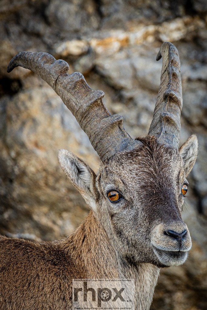 Steinbock am Pilatus | Ein Steinbock am Pilatus – Sinnbild für Kraft, Ruhe und Naturverbundenheit. Inmitten der Felsen der Zentralschweiz verkörpert er die wilde Schönheit und Gelassenheit der Alpen. - Realisiert mit Pictrs.com