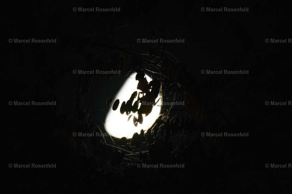 _DSC7566 | foto-rosenfeld