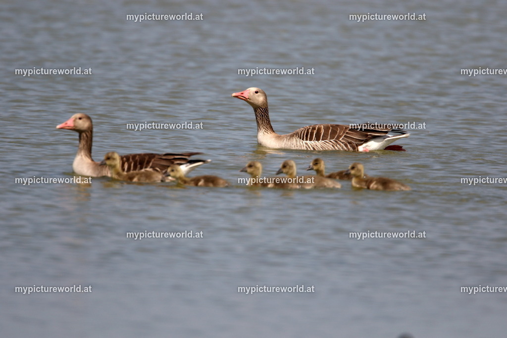 Graugans-170 | Das Bilderarchiv über Tiere, Planzen und Landschaften. In der Bilddatenbank finden Sie ein große Auswahl an hochwertigen Bilder für Ihre Werbung - Realisiert mit Pictrs.com