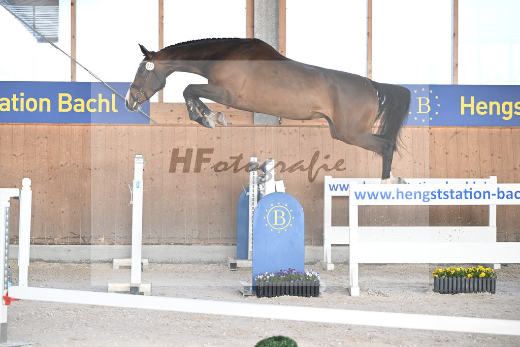 Kat-Nr. 27 Annabelle NZ v. Aganix du Seigneur_Kistner_5250763 | hf-fotografie - Realizzato con Pictrs.com