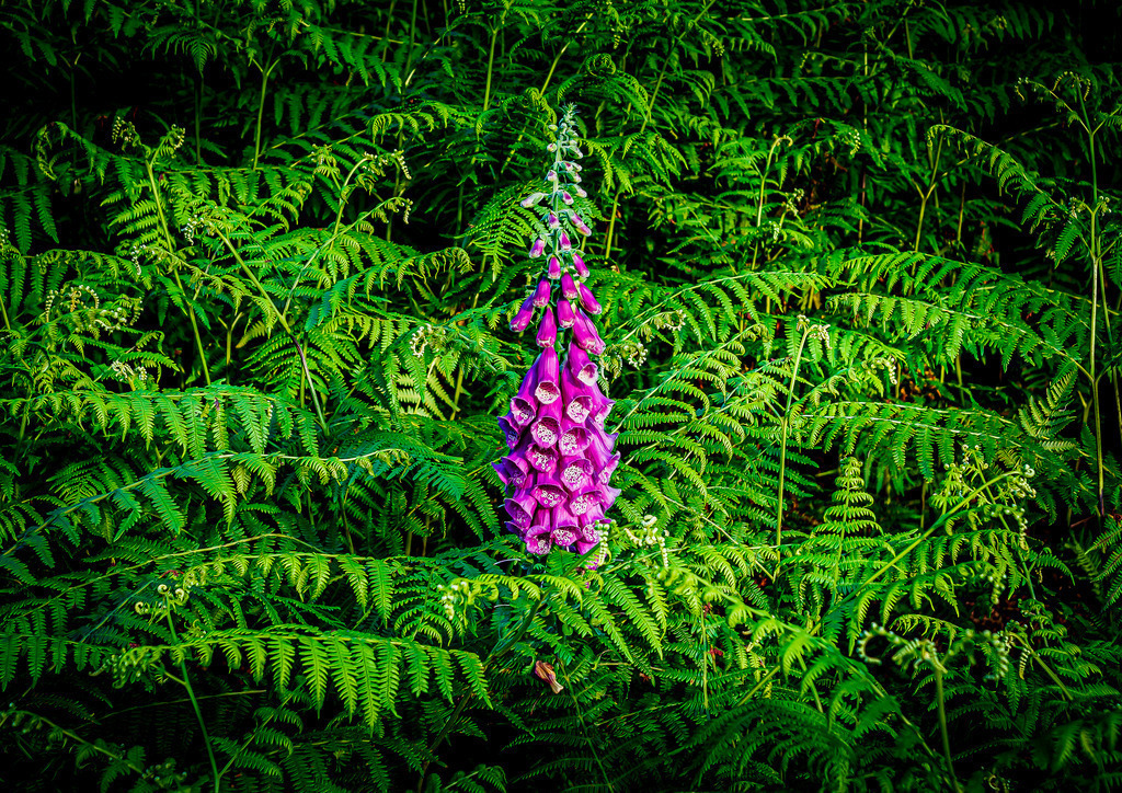 MPI_Blüten_0029 | Roter Fingerhut Auf dem Weg zum Hohfelsen Bühlertal - Realized with Pictrs.com