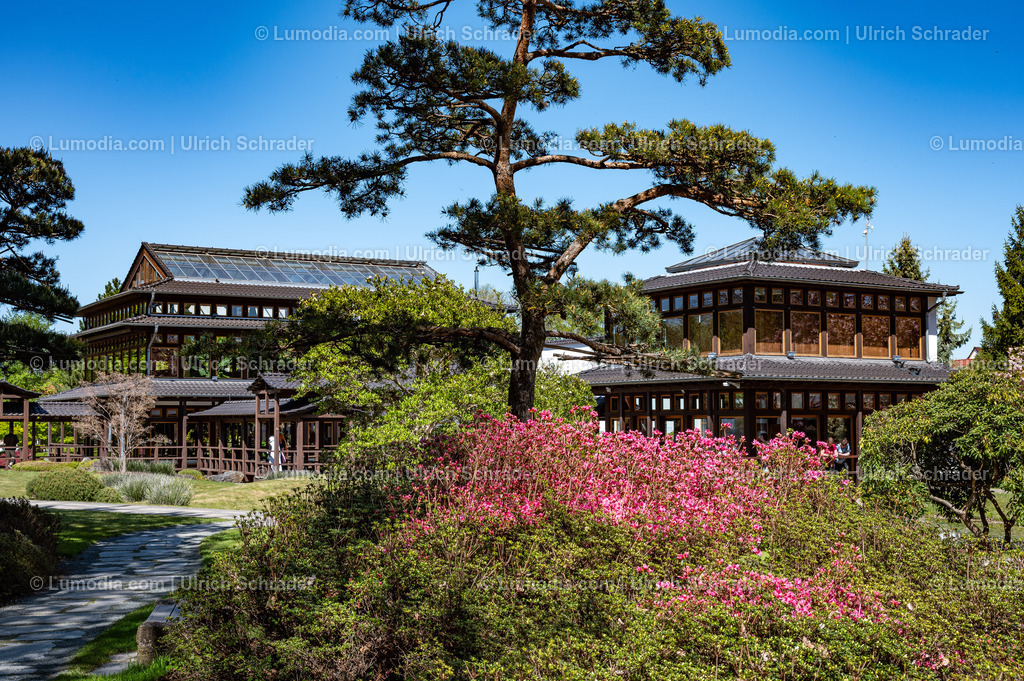 10049-14034 - Japanischer Garten in Bad Langensalza | Stockfoto und Bilderpool mit Bildmaterial aus Deutschland, dem Harz, Halberstadt, Quedlinburg, Wernigerode und weltweit. Qualitativ hochwertige und professionelle Fotos anschauen und kaufen. - Realisiert mit Pictrs.com