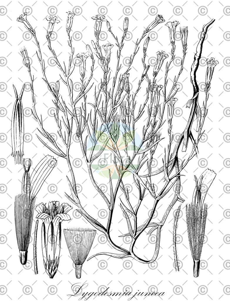 HistAbb_5HR4_4_ENZY_Simple | Historische Abbildung von Lygodesmia juncea - Asteraceae | Historical Illustration of Lygodesmia juncea - Asteraceae