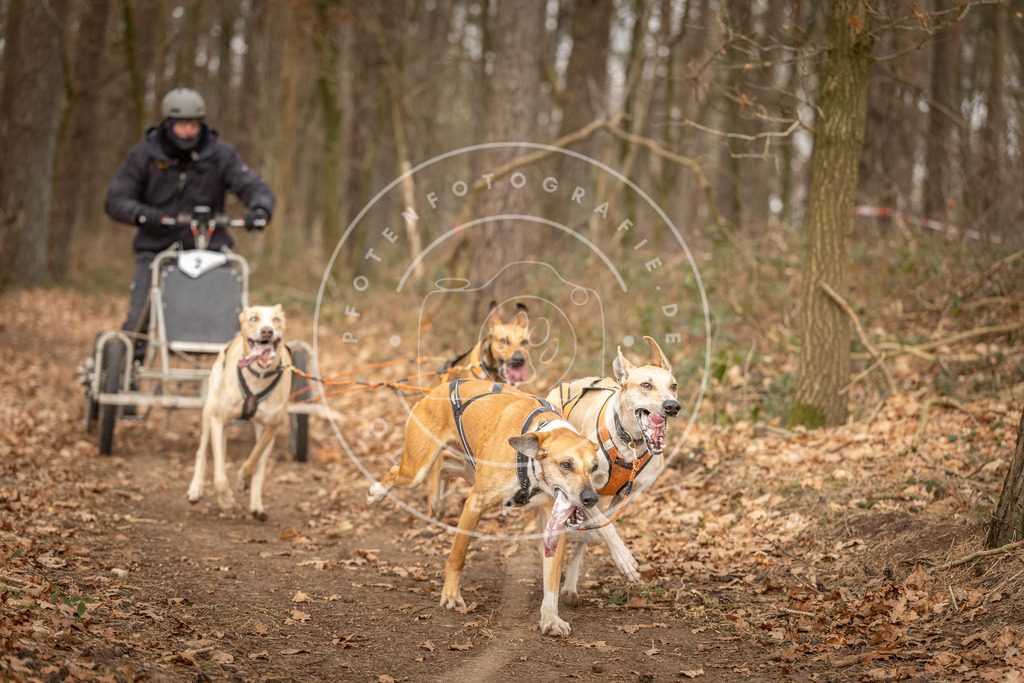 Pfotenfotografie_DV3A8692 | Hundefotografie, Tierfotograf, Pfotenfotografie, Fotoshooting Hund, Hunde Portrait, Hundesport, Hundeportraits, Heideshooting, Hunde, Sportfotograf, Hundefotograf, Turnierhundsport, THS,  - Realisiert mit Pictrs.com