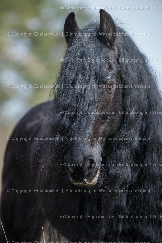 20160312_Friesenhengst_0001 | equistock