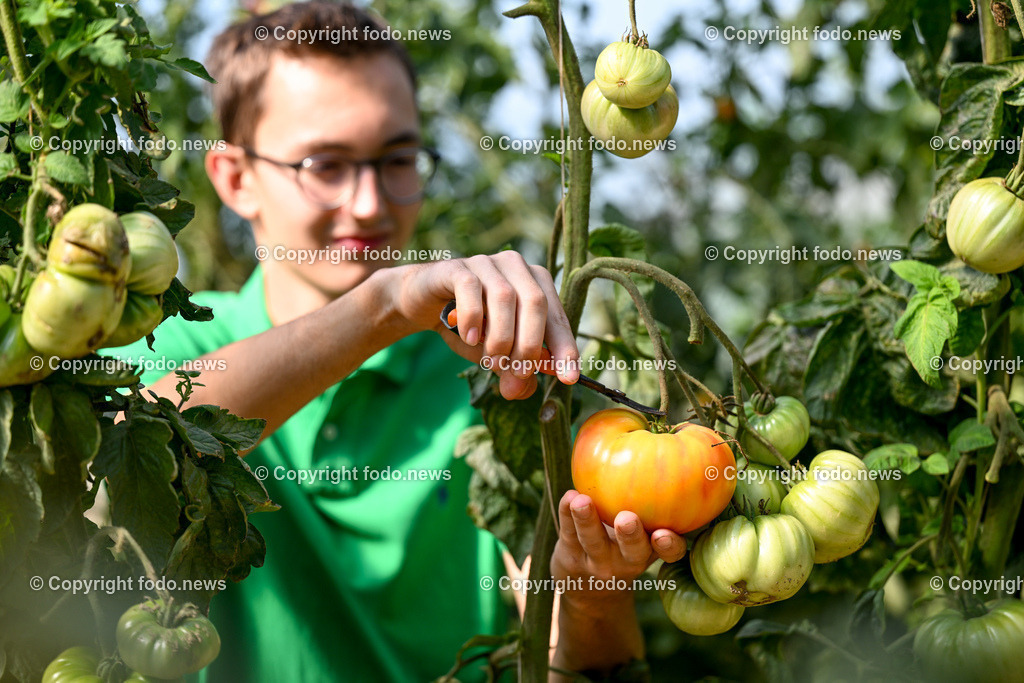 Landwirtschaft_ Gemuesebauer Spiesmayr_ 05.09.2023-14 | 05.09.2023, Wilhering, AUT, Landwirtschaft, Gemuesebauer Spiesmayr in Appersberg, im Bild Elias Mayr mit Tomaten