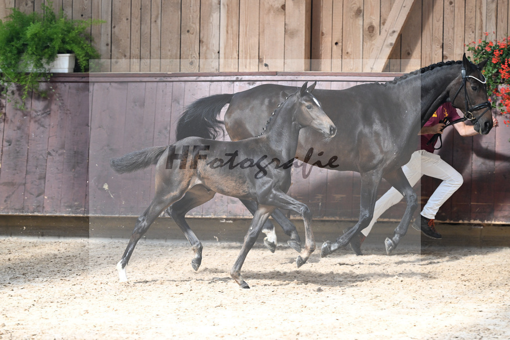 Kat-Nr. 14 Goldberg x Luberon_SF_Wagner_25250345 | hf-fotografie - Realisiert mit Pictrs.com